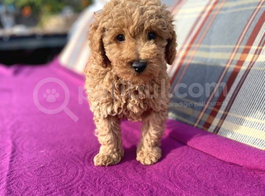 0 Numara Erkek Toy Poodle Yavrumuz görsel