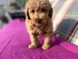 0 Numara Erkek Toy Poodle Yavrumuz
