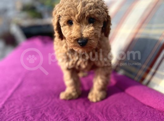 0 Numara Erkek Toy Poodle Yavrumuz görsel