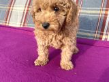 0 Numara Erkek Toy Poodle Yavrumuz