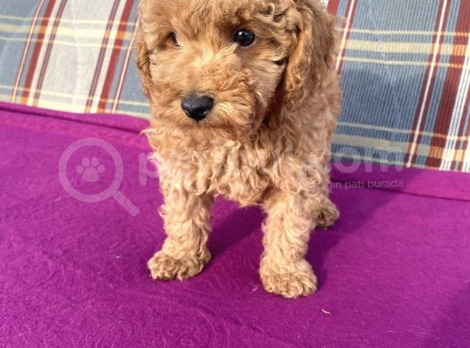 0 Numara Erkek Toy Poodle Yavrumuz görsel