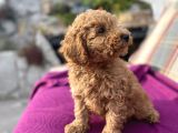 0 Numara Erkek Toy Poodle Yavrumuz