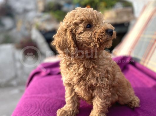 0 Numara Erkek Toy Poodle Yavrumuz görsel