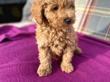 0 Numara Erkek Toy Poodle Yavrumuz