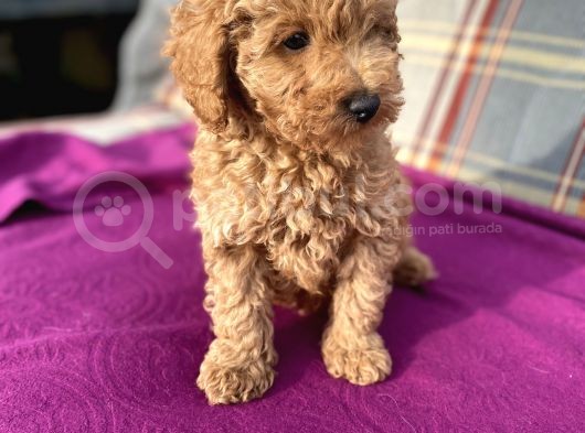 0 Numara Erkek Toy Poodle Yavrumuz görsel