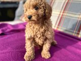 0 Numara Erkek Toy Poodle Yavrumuz