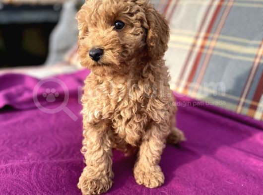 0 Numara Erkek Toy Poodle Yavrumuz görsel