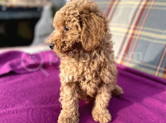 0 Numara Erkek Toy Poodle Yavrumuz görsel