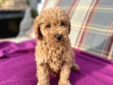 0 Numara Erkek Toy Poodle Yavrumuz