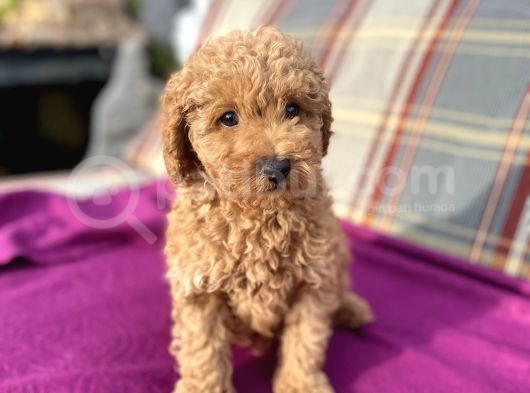 0 Numara Erkek Toy Poodle Yavrumuz görsel
