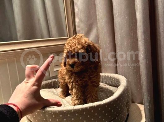 Red Brawn Toy Poodle görsel
