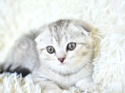 Best Klas ns25 Scottish Fold Yavrumuz