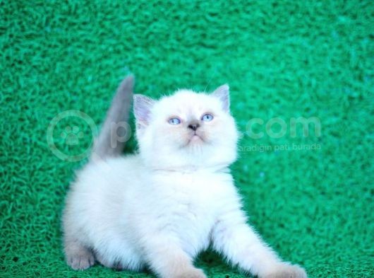 Bulutlar Kadar Güzel Blue Point British Short Hair görsel