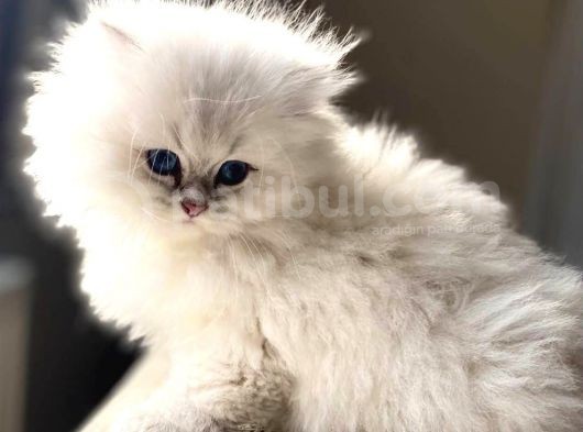 Bomba güzellik silver british long hair