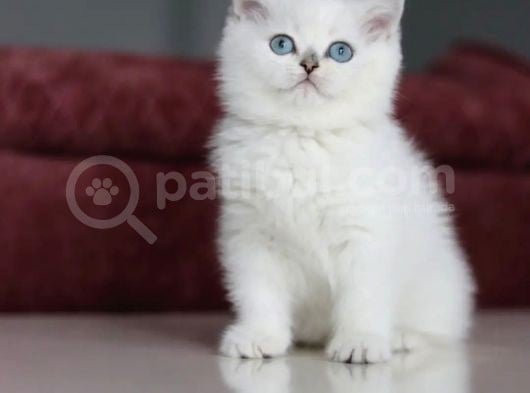 Mutluluk Verici Güzelliğiyle Silver British Short Hair