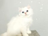 Çocuklar Bu Kedi̇ye Bayilicak Oyun Deli̇si̇ Bri̇tthi̇s Longhai̇r