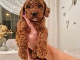 Ev Bakimi Anne Yaninda Red Brown Toy Poodle