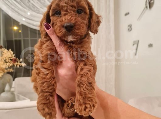Ev Bakimi Anne Yaninda Red Brown Toy Poodle görsel