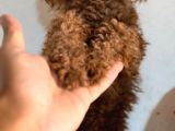 Irkının Güzel Örneği Dişi Toy Poodle