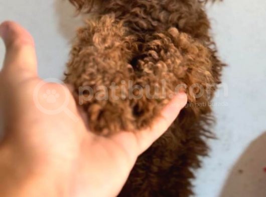 Irkının Güzel Örneği Dişi Toy Poodle görsel