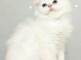 Çocuklar Bu Kedi̇ye Bayilicak Oyun Deli̇si̇ Bri̇tthi̇s Longhai̇r