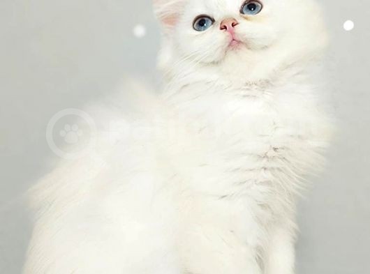 Çocuklar Bu Kedi̇ye Bayilicak Oyun Deli̇si̇ Bri̇tthi̇s Longhai̇r görsel