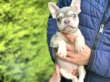 LİLAC AND TAN ÖZEL RENK FRENCH BULLDOG