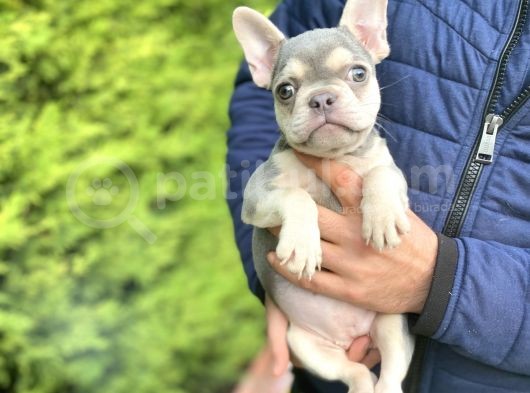 Li̇lac And Tan Özel Renk French Bulldog