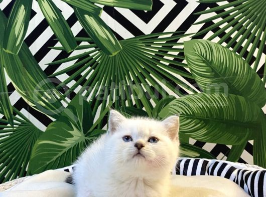 Ayı Surat British Shorthair Güzel Bebeklerim