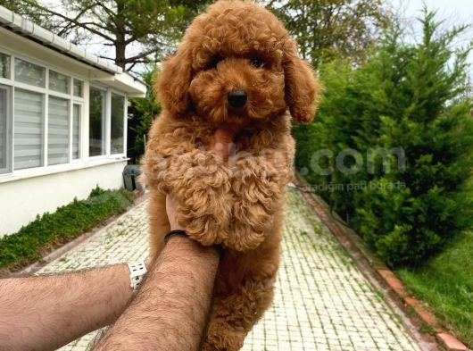 Di̇şi̇ Red A Kali̇te Poodle Bebeği̇mi̇z görsel