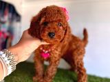 Güzeller Güzelli Toy Poodle Yavrular