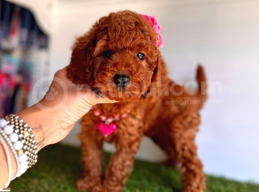 Güzeller Güzelli Toy Poodle Yavrular görsel