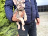 Li̇lac And Tan Özel Renk French Bulldog