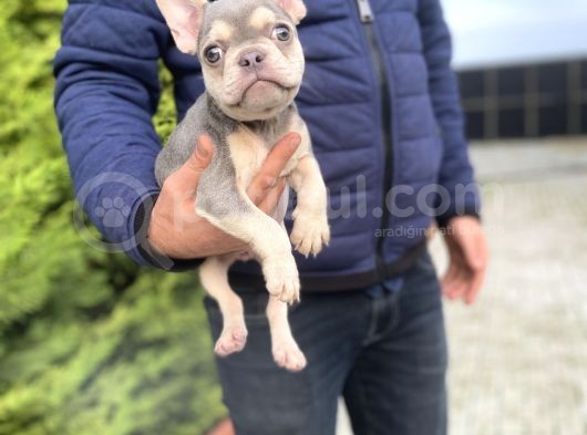 Li̇lac And Tan Özel Renk French Bulldog görsel