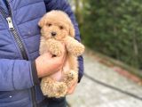 Bebek Suratli Toy Poodle Oyuncak Yavrular