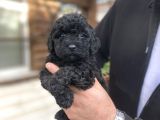 Si̇yah İnci̇ Toy Poodle Bebekler