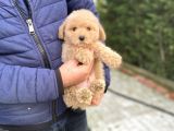 BEBEK SURATLI TOY POODLE OYUNCAK YAVRULAR