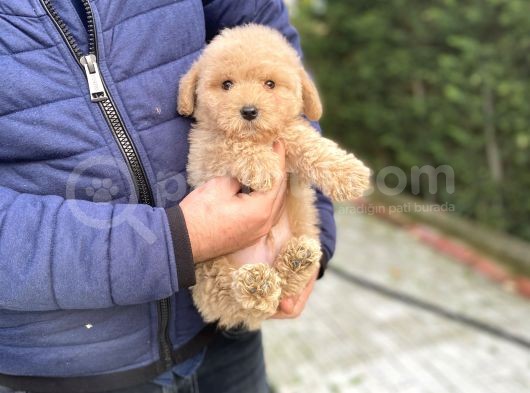 Bebek Suratli Toy Poodle Oyuncak Yavrular