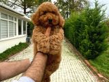DİŞİ RED A KALİTE POODLE BEBEĞİMİZ