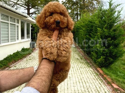 Di̇şi̇ Red A Kali̇te Poodle Bebeği̇mi̇z