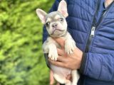 Li̇lac And Tan Özel Renk French Bulldog