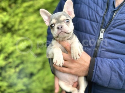 Li̇lac And Tan Özel Renk French Bulldog görsel