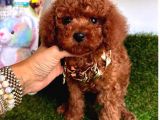 Ori̇ji̇nal Kore Bebeği̇  Toy Poodle Yavrular
