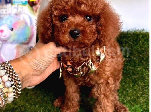 Ori̇ji̇nal Kore Bebeği̇  Toy Poodle Yavrular görsel