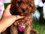 ORİJİNAL KORE BEBEĞİ  TOY POODLE YAVRULAR