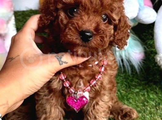Ori̇ji̇nal Kore Bebeği̇  Toy Poodle Yavrular