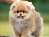 ORİJİNAL AYI SURAT POMERANİAN BOO YAVRULAR