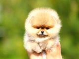 Ori̇ji̇nal Ayi Surat Pomerani̇an Boo Yavrular