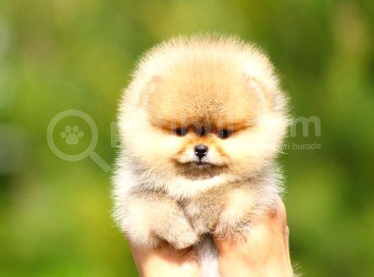 Ori̇ji̇nal Ayi Surat Pomerani̇an Boo Yavrular görsel