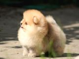 Ori̇ji̇nal Ayi Surat Pomerani̇an Boo Yavrular